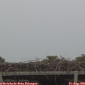 13_15-mast.jpg