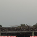 13_35-mast.jpg