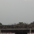 13_40-mast.jpg