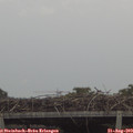 13_45-mast.jpg