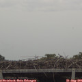 13_50-mast.jpg
