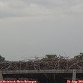 13_55-mast.jpg