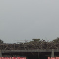 14_15-mast.jpg
