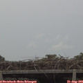 14_45-mast.jpg