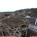 14_50-nest.jpg
