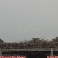 14_55-mast.jpg