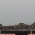 15_10-mast.jpg