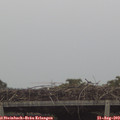 15_15-mast.jpg