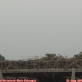 15_30-mast.jpg