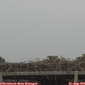 15_40-mast.jpg