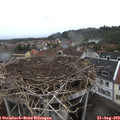15_45-nest.jpg