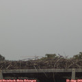 15_50-mast.jpg