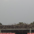 15_55-mast.jpg