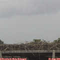 16_00-mast.jpg