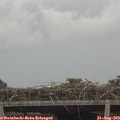 16_05-mast.jpg