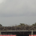 16_10-mast.jpg