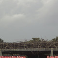 16_15-mast.jpg