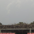 16_30-mast.jpg
