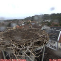 16_40-nest.jpg
