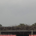 16_45-mast.jpg