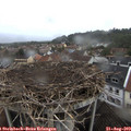 16_50-nest.jpg