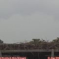 16_55-mast.jpg