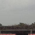 17_00-mast.jpg