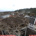 17_00-nest.jpg