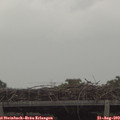17_05-mast.jpg