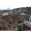 17_05-nest.jpg