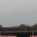 17_10-mast.jpg