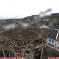 17_10-nest.jpg