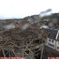 17_15-nest.jpg