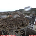 17_20-nest.jpg