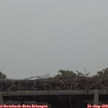 17_25-mast.jpg