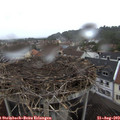 17_25-nest.jpg