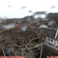 17_30-nest.jpg