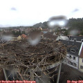 17_35-nest.jpg