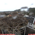 17_40-nest.jpg