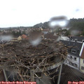 17_45-nest.jpg