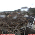17_50-nest.jpg