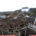 17_55-nest.jpg