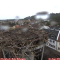 18_00-nest.jpg