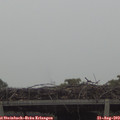 18_20-mast.jpg