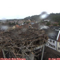 18_20-nest.jpg
