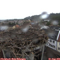18_40-nest.jpg