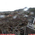 18_45-nest.jpg