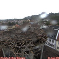 18_50-nest.jpg