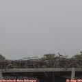 18_55-mast.jpg