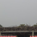 19_00-mast.jpg